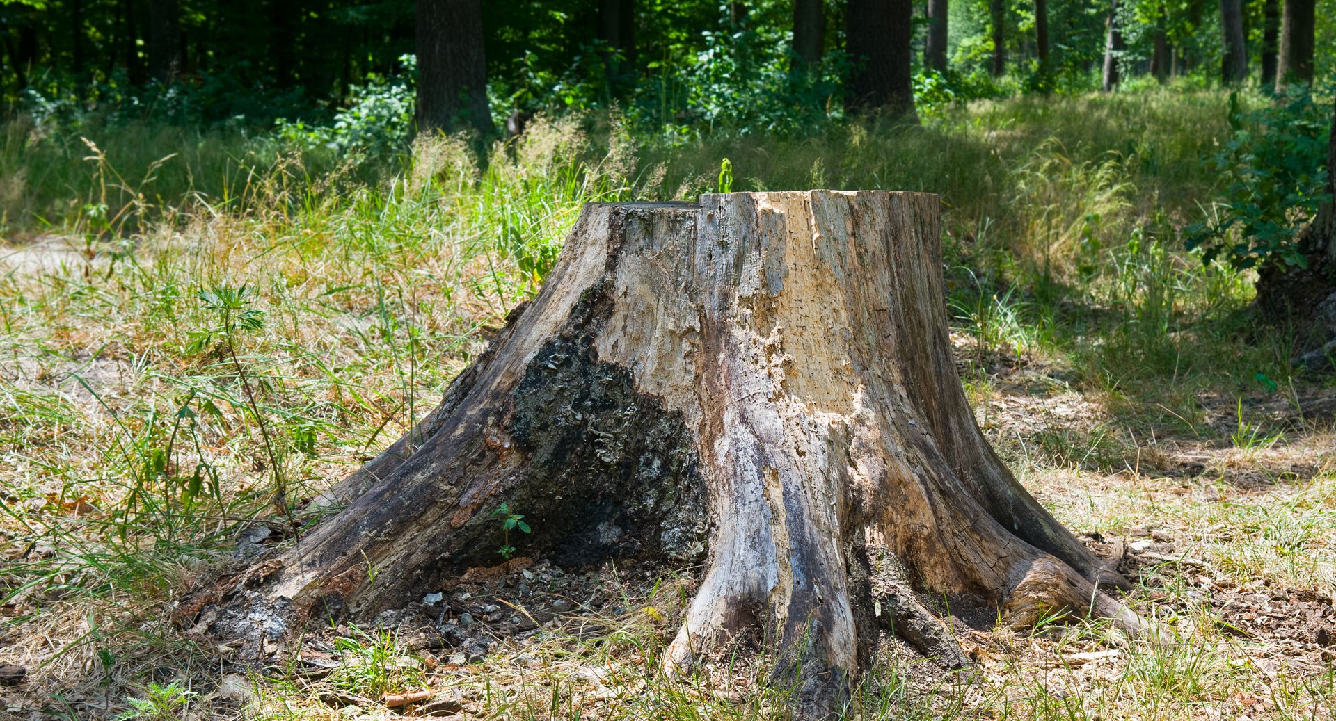 Clear Cut Tree Services | Tree Service Near Me