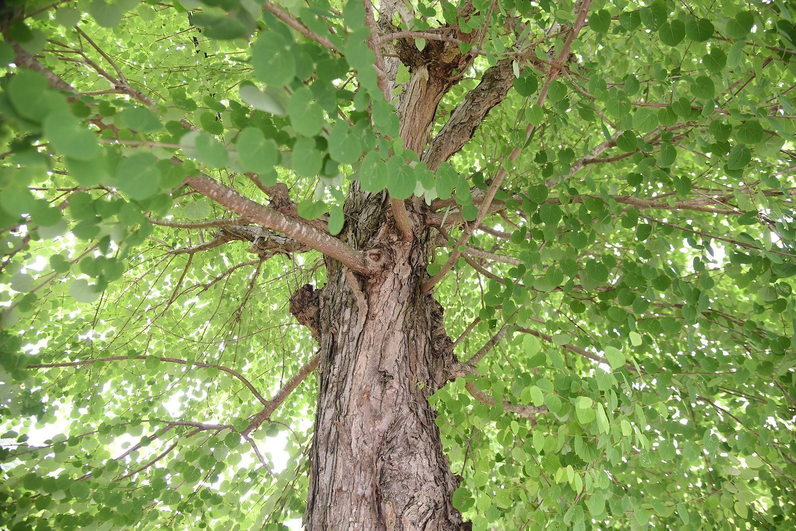 Tree Trimming Services in Asheville, NC