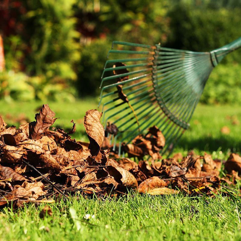 Lawn Cleanup Lawn Cleanup