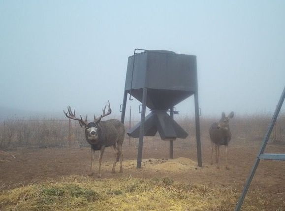Mule Deer hunting outfitter Oklahoma, Mule Deer hunting guides, Oklahoma deer hunting outfitter