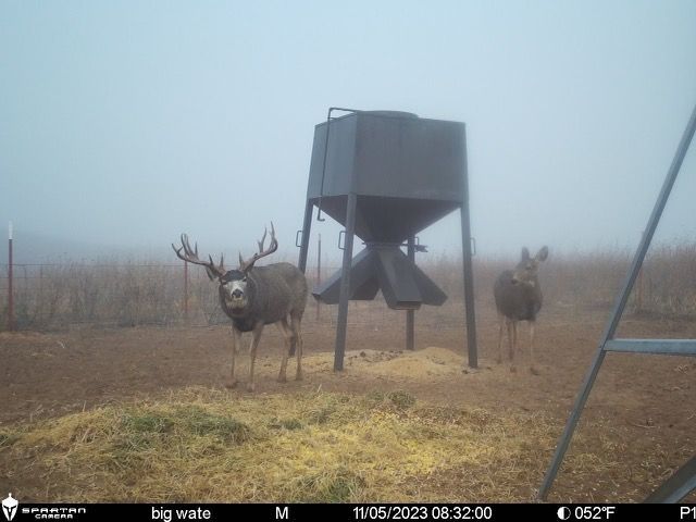 Mule deer hunting Oklahoma, Mule deer hunting outfitter Oklahoma, Mule deer hunting guide Oklahoma