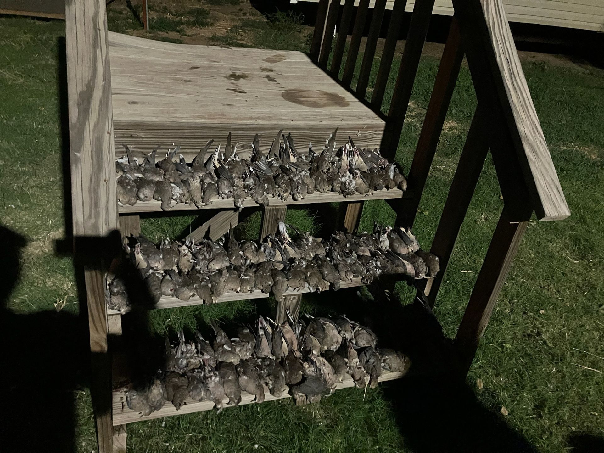 Oklahoma Dove hunting, Oklahoma dove hunt, outfitter, guide. A wooden staircase with a bunch of doves on it