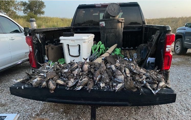 Oklahoma pheasant hunting, Oklahoma dove hunting, Oklahoma Quail hunting, guide, outfitter