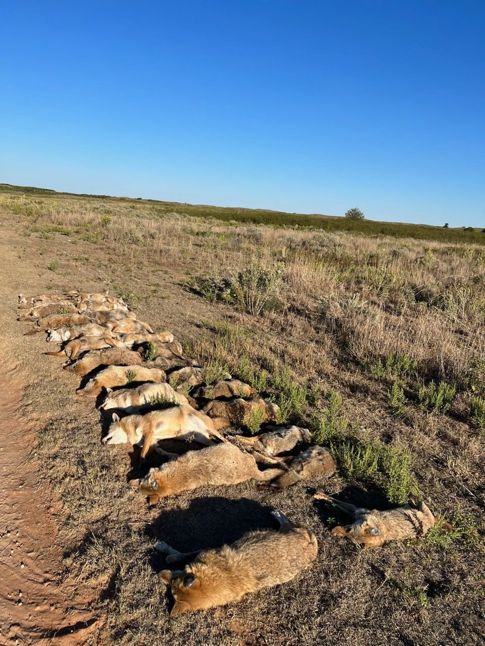 Oklahoma coyote hunting, Predator hunting Oklahoma, Outfitter, guide