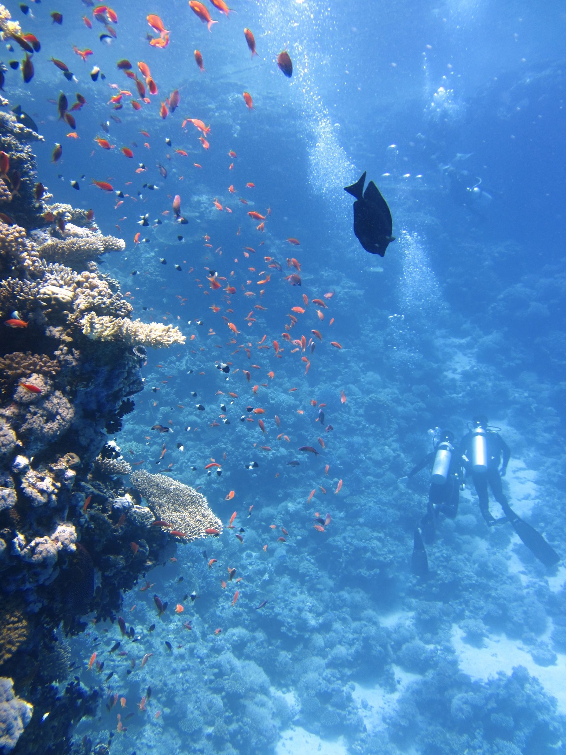 Scuba diver exploring a blue coral reef with colorful fish and a dark fish in the foreground