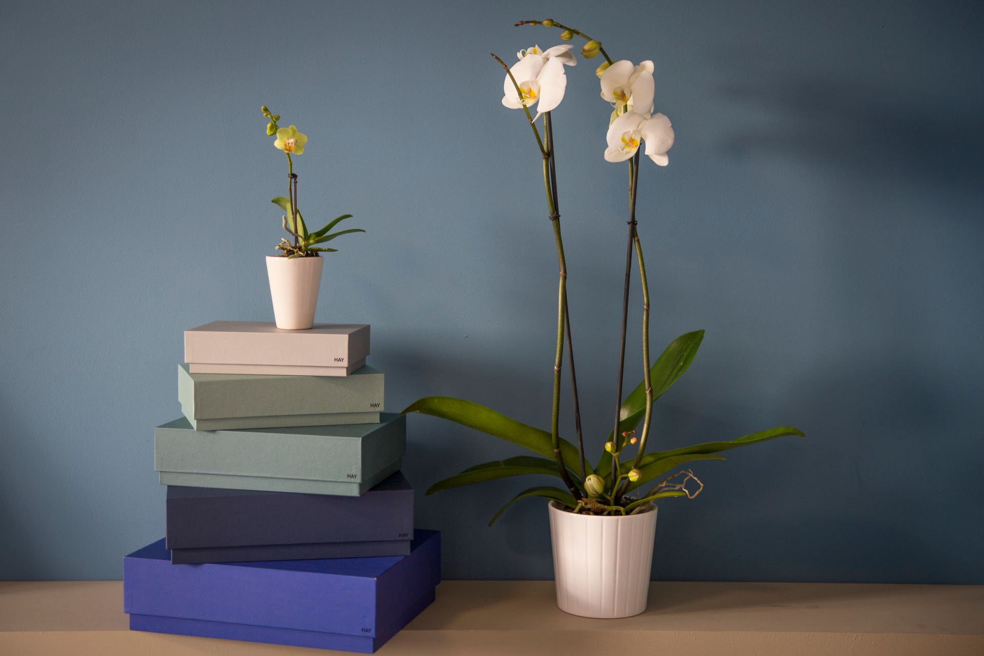 Orchidee bianche e scatole blu impilate contro una parete blu.