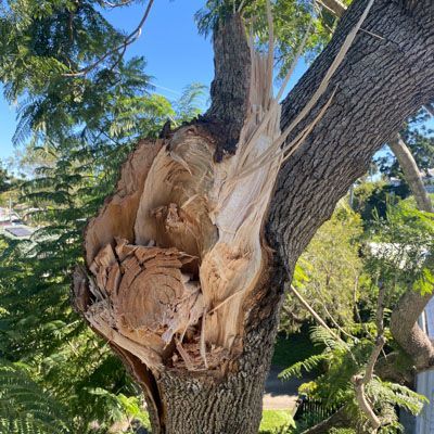 A tree with a large hole in it has been damaged by a storm.