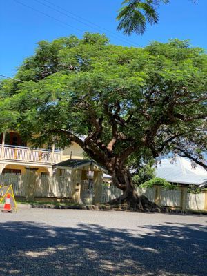 A large tree with lots of leaves is in front of a house.