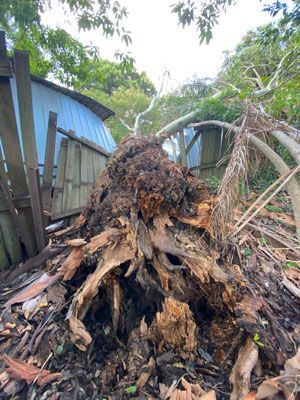 A pile of fallen trees in a yard with a blue building in the background.