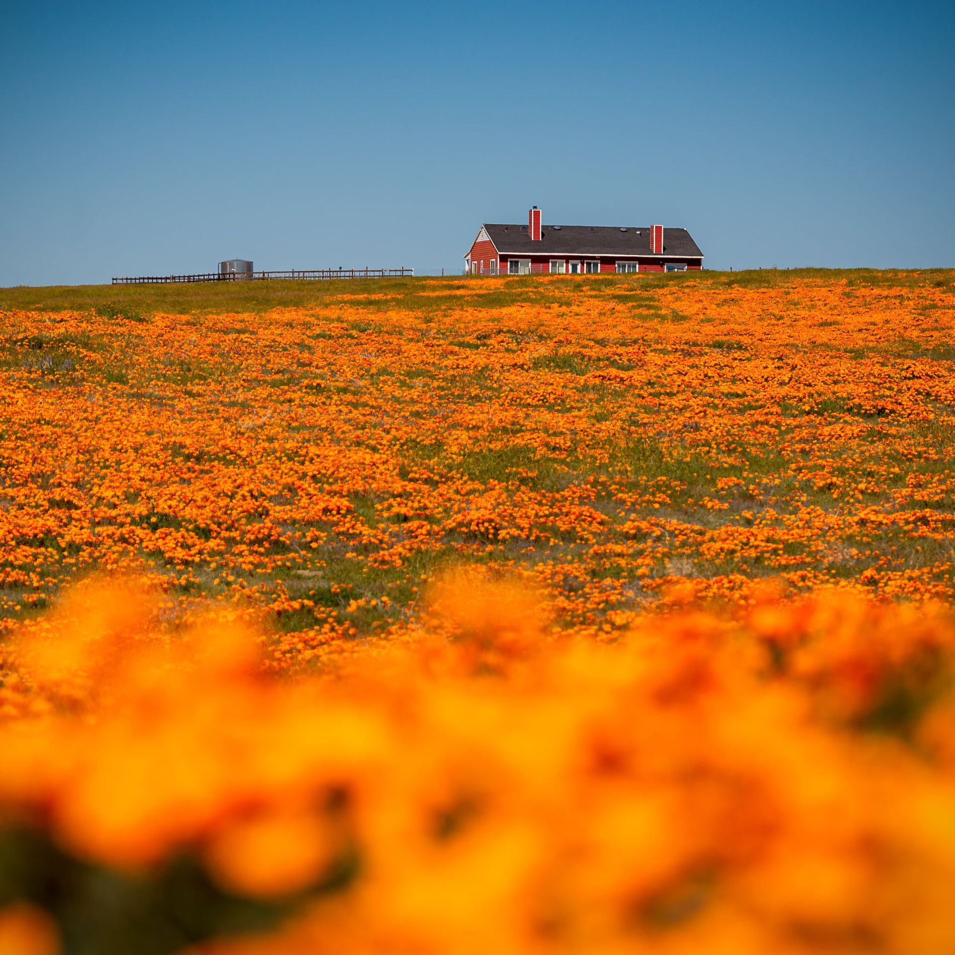 Orange Wildflower Field With a Red Farmhouse Under a Clear Blue Sky — Craig Stevens Photography in Sydney, NSW