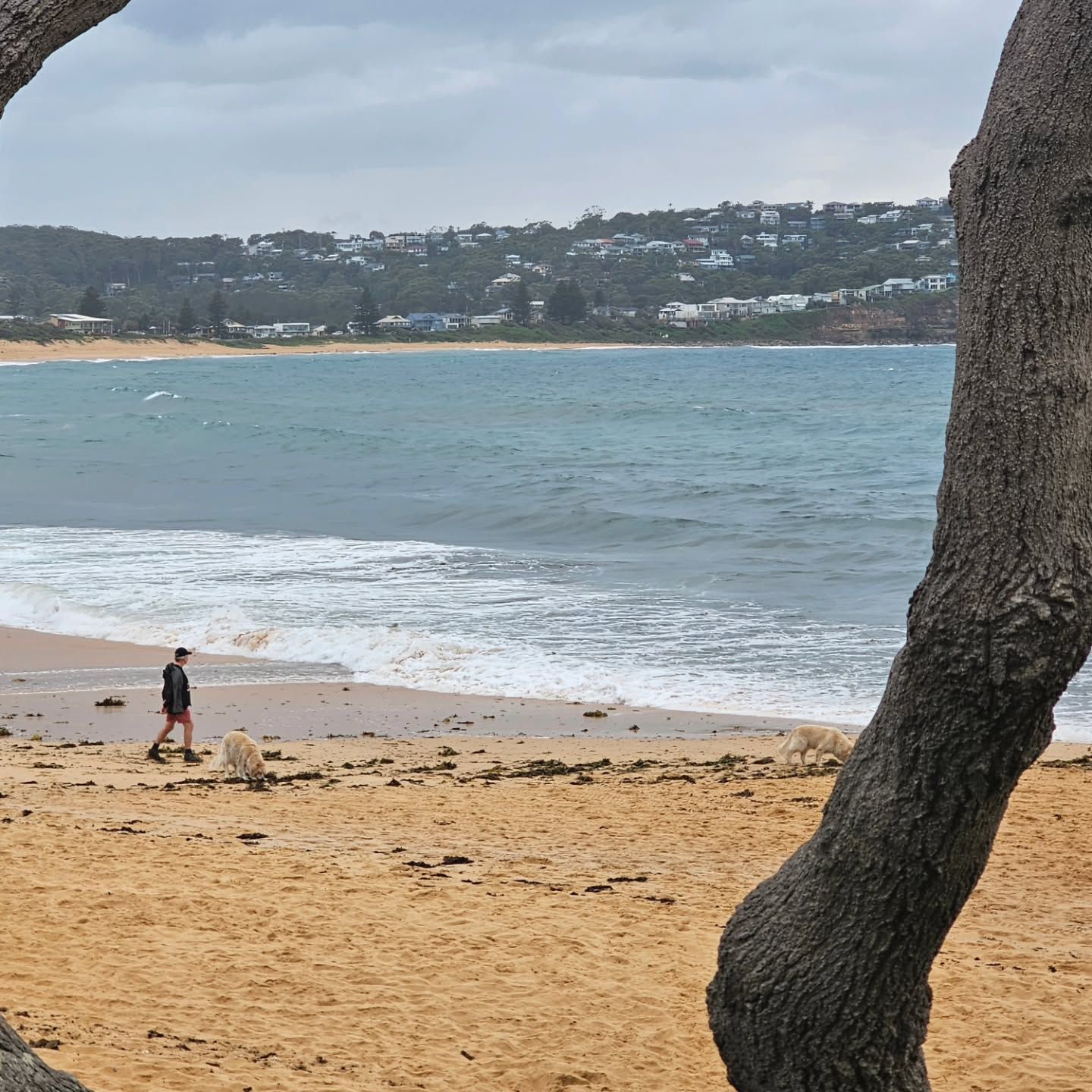 Quiet Beach with Gentle Waves, a Person Walking Near the Shore, and A Large Tree Trunk in The Foreground — Craig Stevens Photography in Pearl Beach, NSW