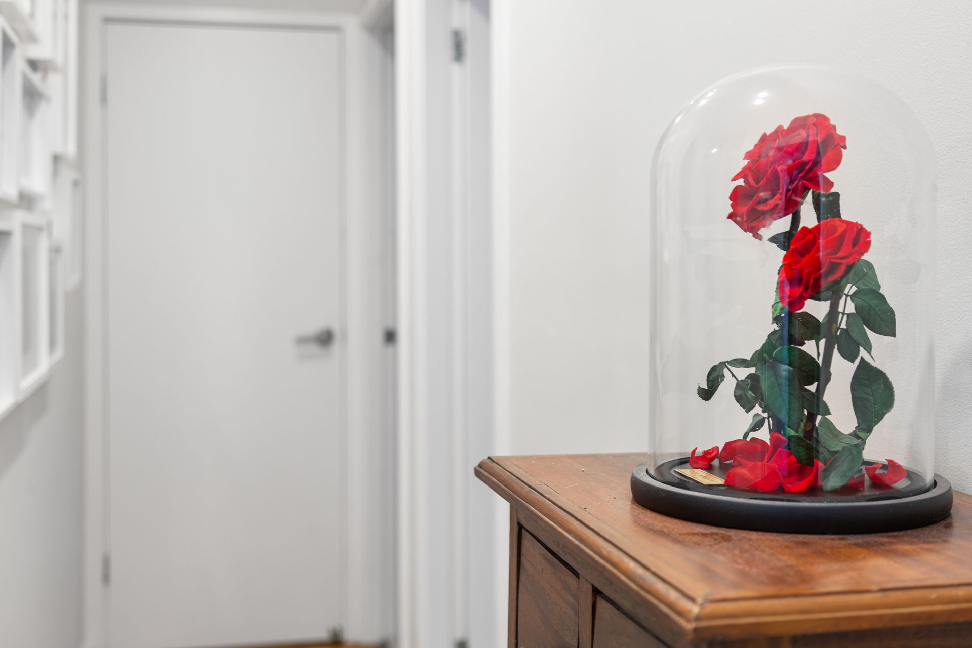Red Rose Under A Glass Dome On A Wooden Table In A Bright Hallway — Craig Stevens Photography in Sydney, NSW