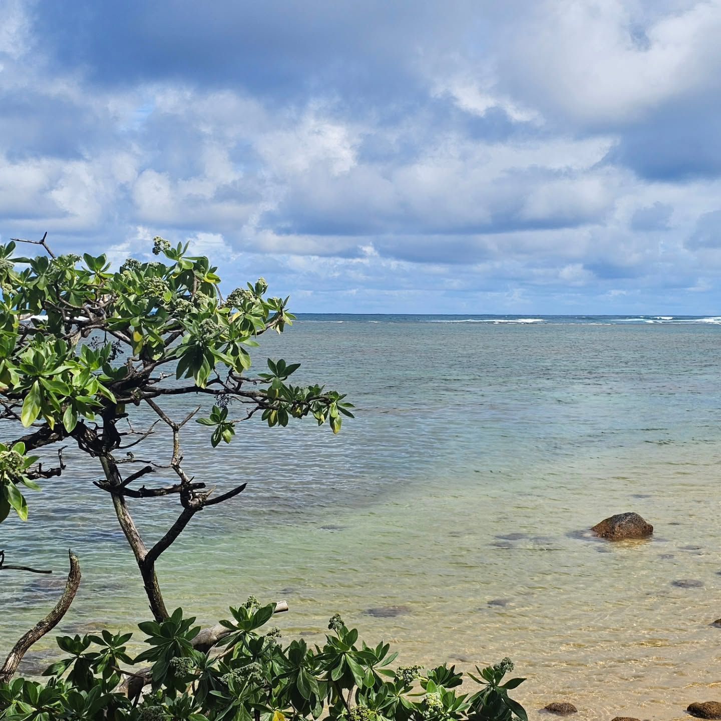 Tropical Shoreline With Clear Shallow Water, Cloudy Sky, and Leafy Mangrove — Craig Stevens Photography in Sydney, NSW