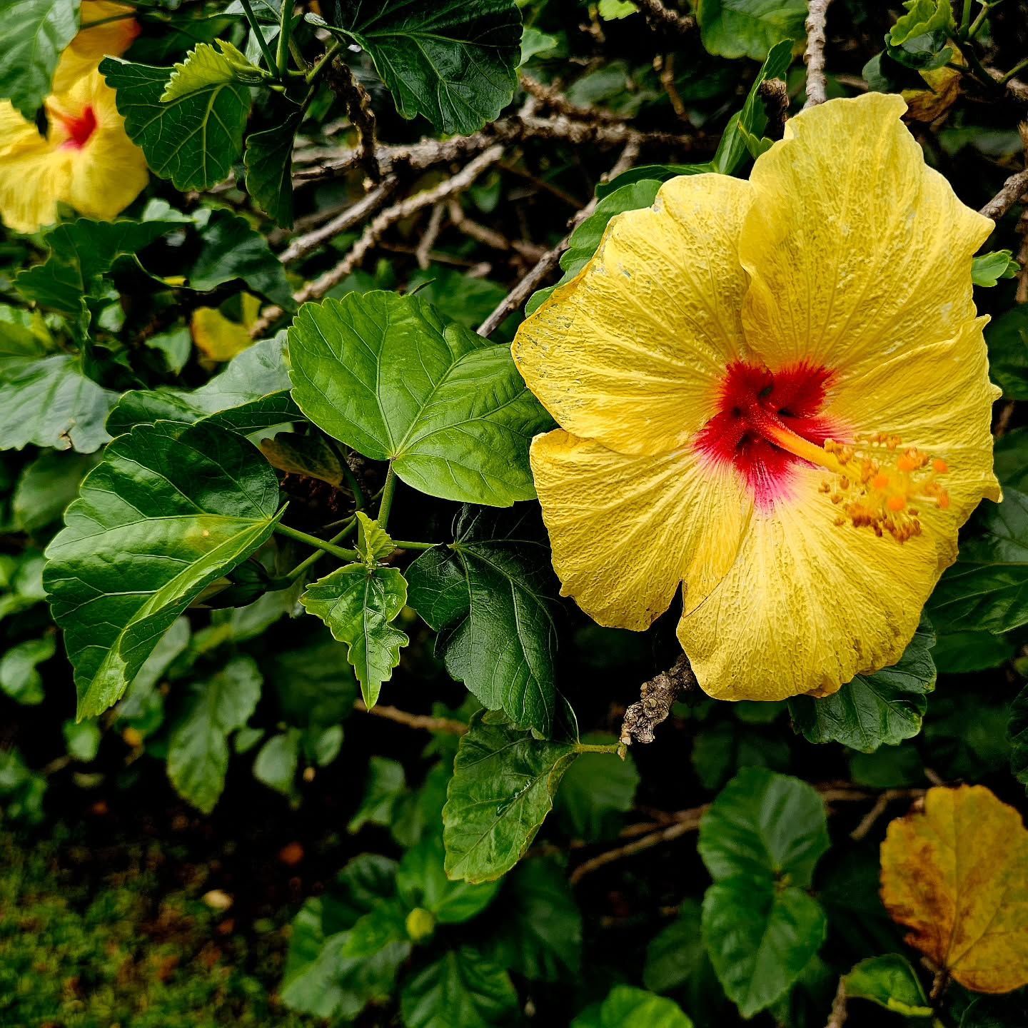 Yellow Hibiscus Flower With a Red Center Among Green Leaves — Craig Stevens Photography in Sydney, NSW