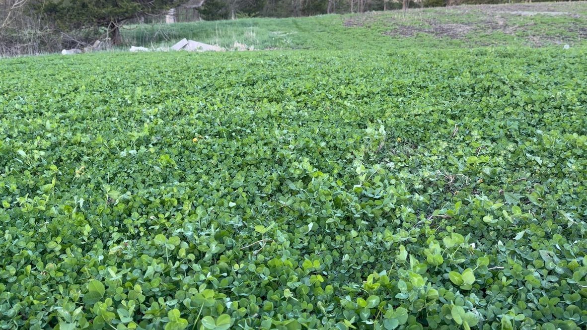 Lush green groundcover plants filling a field, with trees and brush in the background.