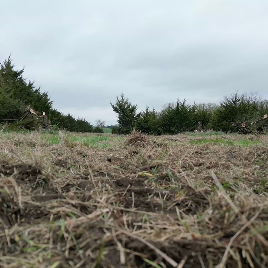 Low-angle view of a grassy field with shrubs under an overcast sky