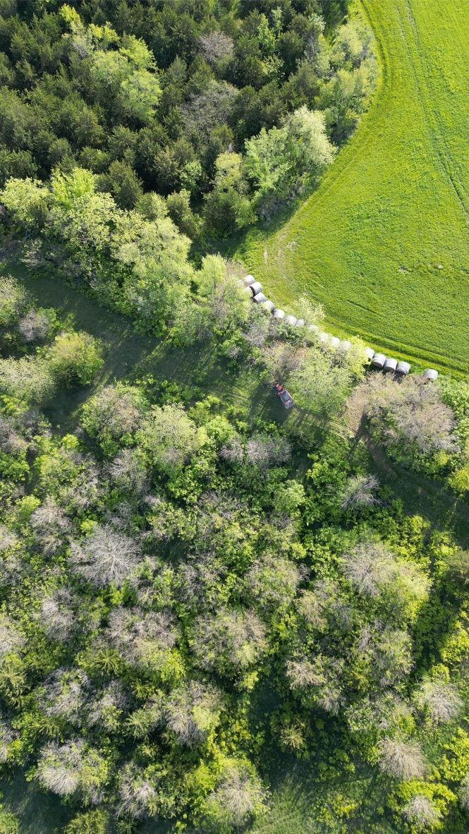 Aerial view of a green forest edge meeting a bright grassy field.