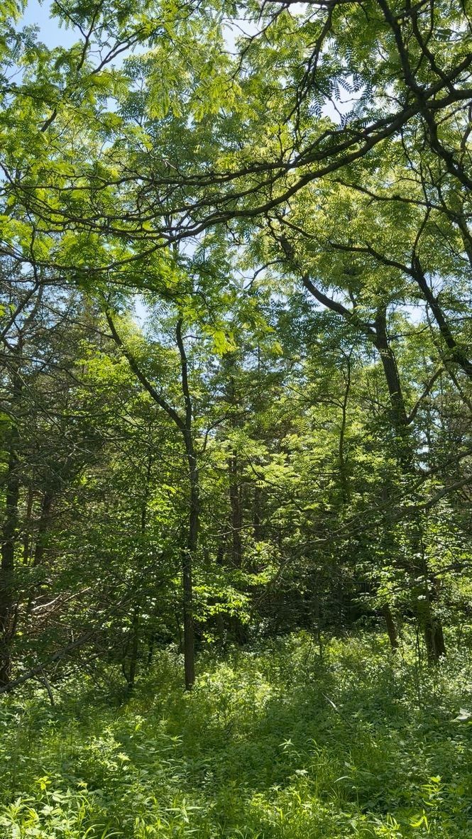 Sunlit forest clearing with dense green trees and tall grass under a leafy canopy