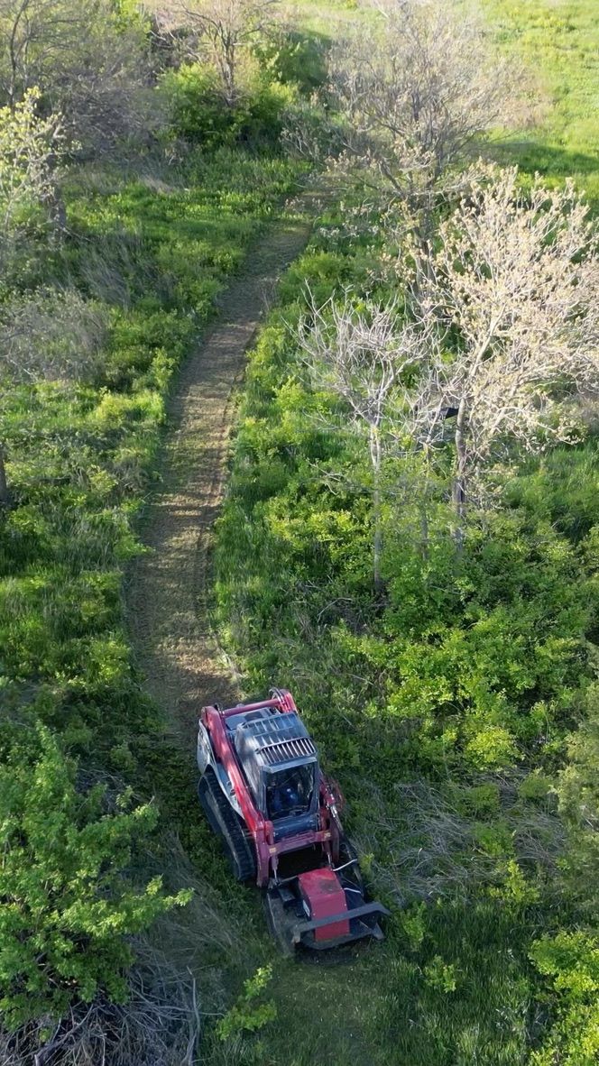 Red tractor mowing a narrow path through dense green brush in a wooded field.