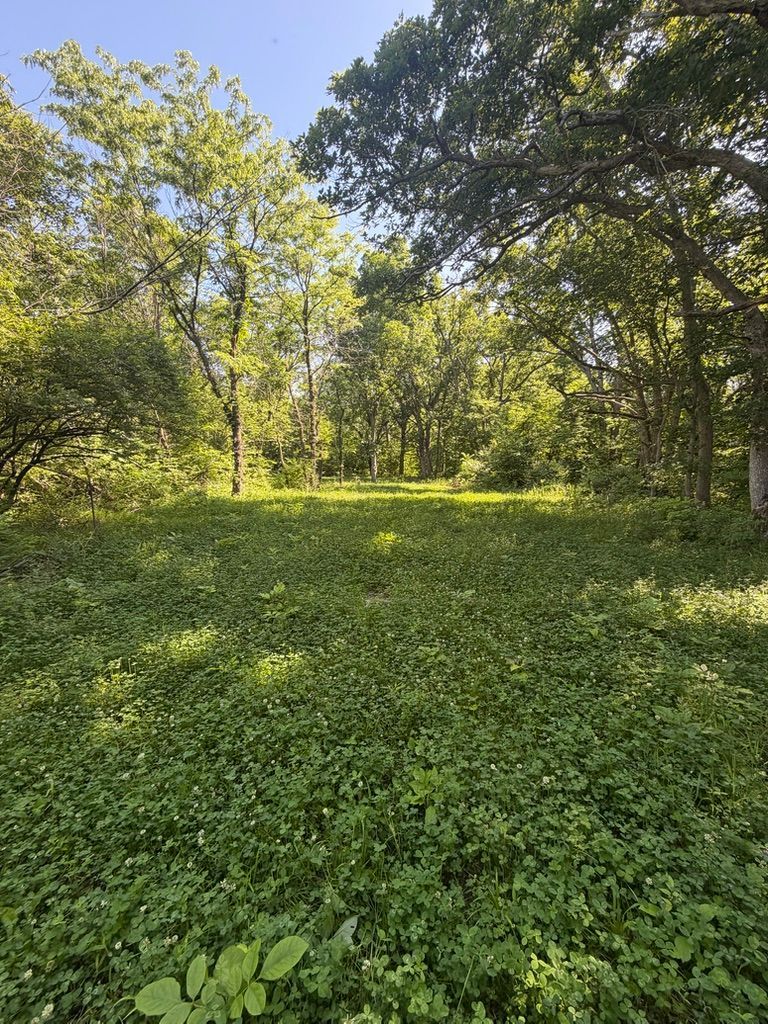 Sunlit forest clearing with dense green ground cover and tall trees in the background