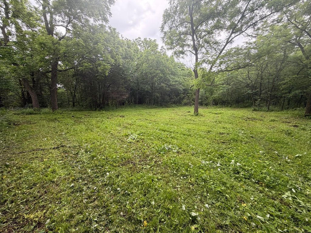 Overgrown grassy clearing surrounded by dense green trees under a cloudy sky