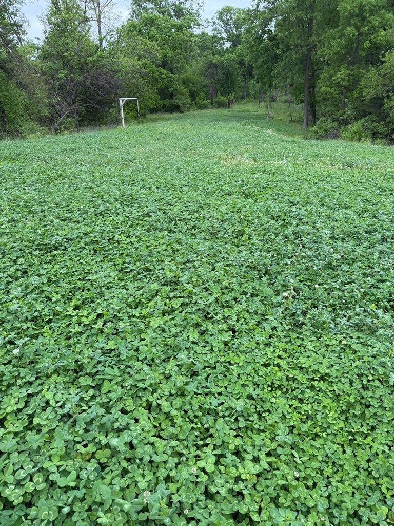 Dense green groundcover filling a wooded path beneath leafy trees