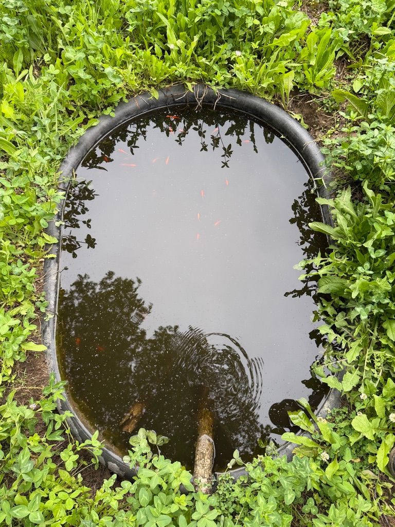 Oval mirror reflecting trees, framed by lush green leaves and foliage.