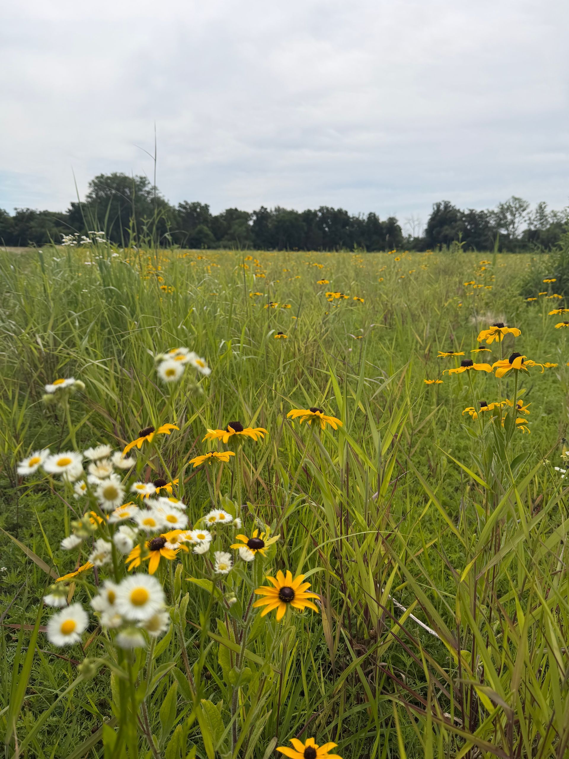 Wildflower meadow with white and yellow daisies under a cloudy sky