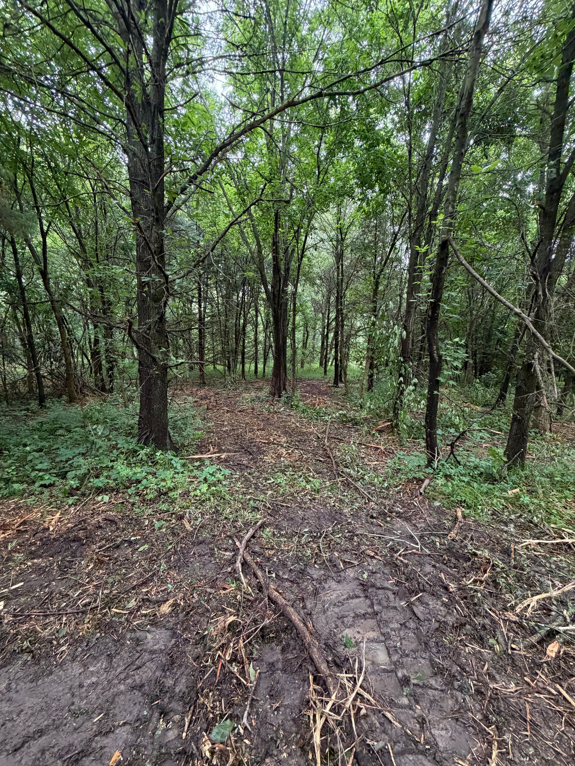 A muddy woodland trail winding through dense green trees after rain.