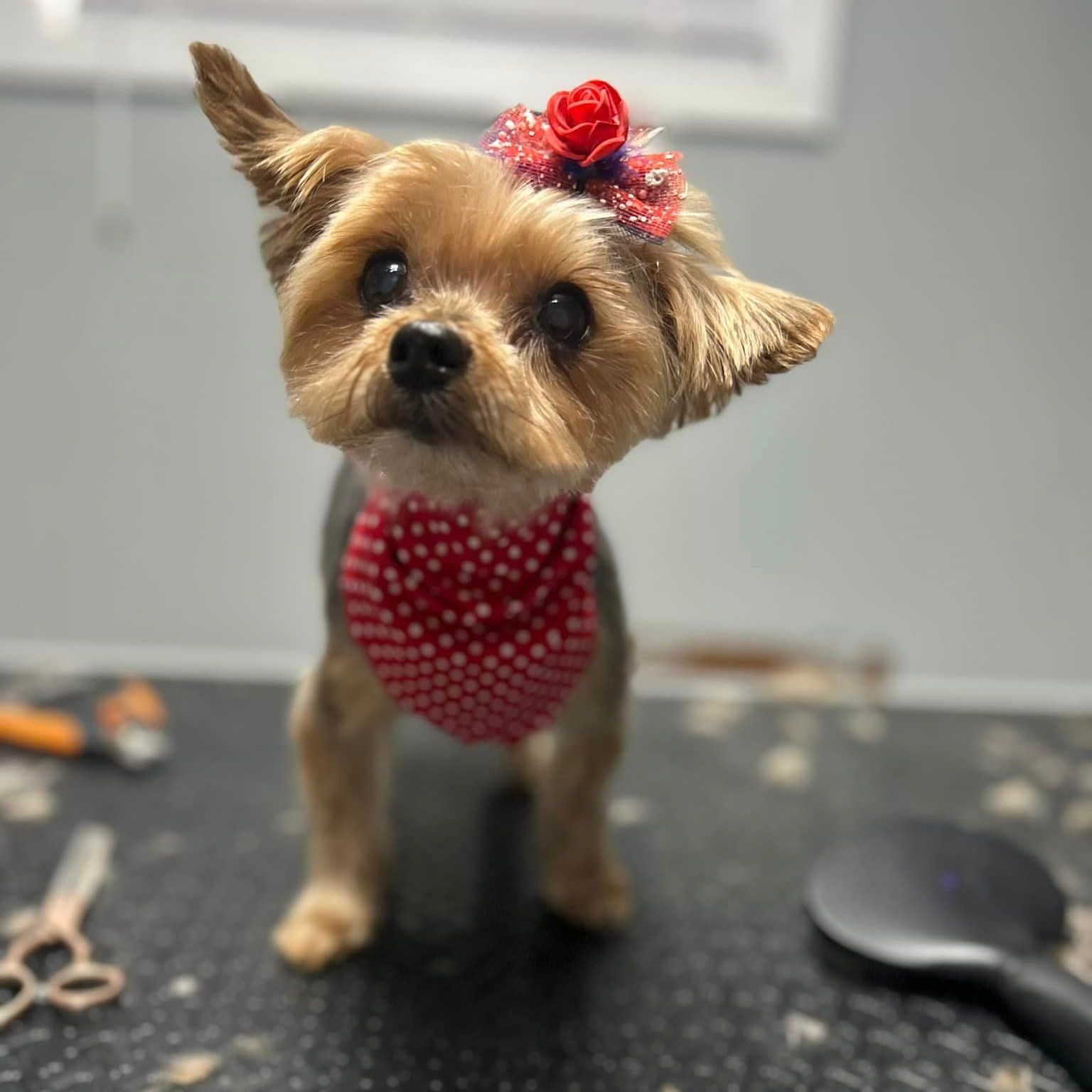 Dog Grooming Opelousas, LA 3379481000