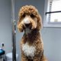 Pawsco's Boarding and Grooming
