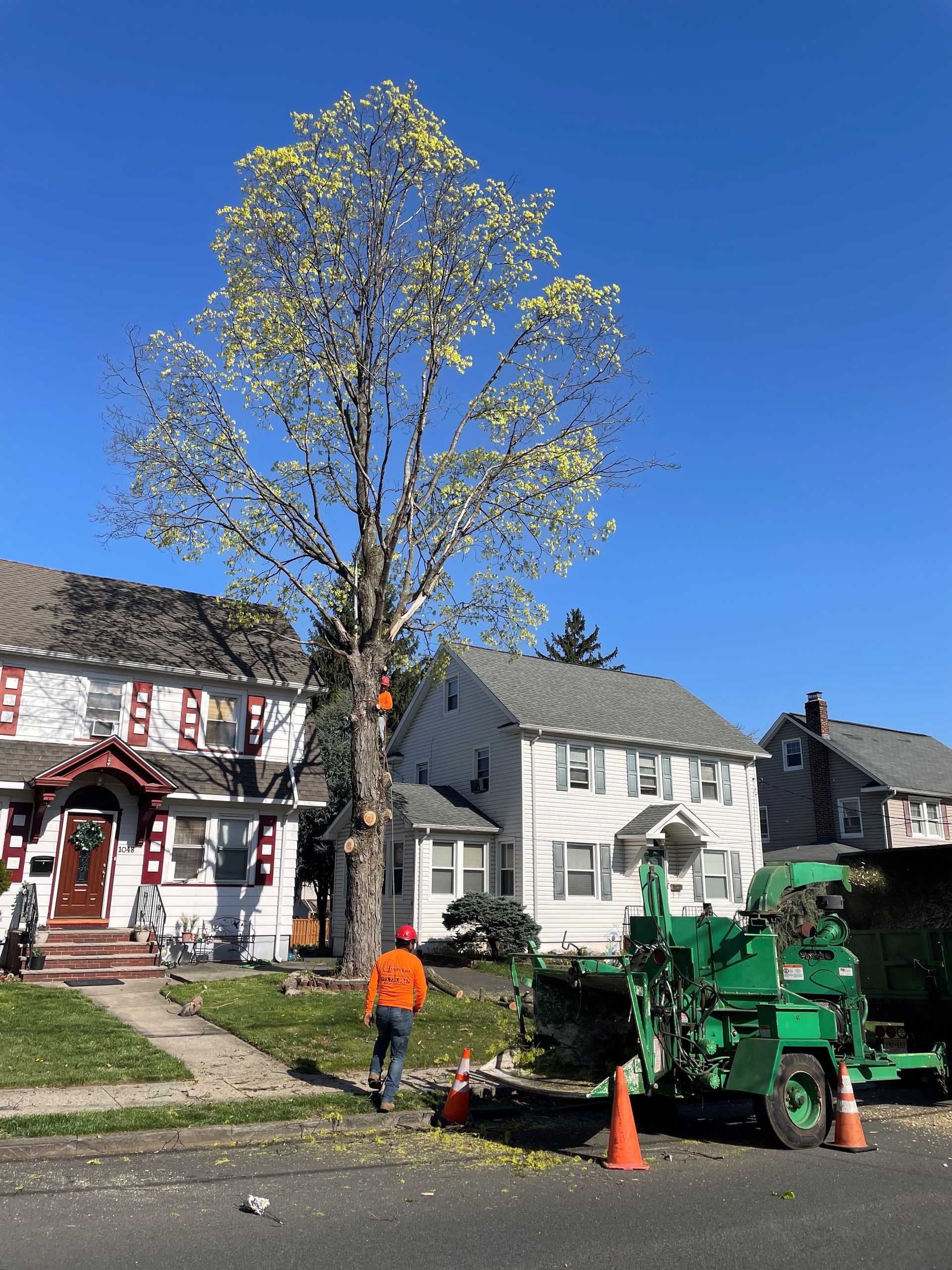 Tree Services Elizabeth, NJ Supreme Tree Solutions