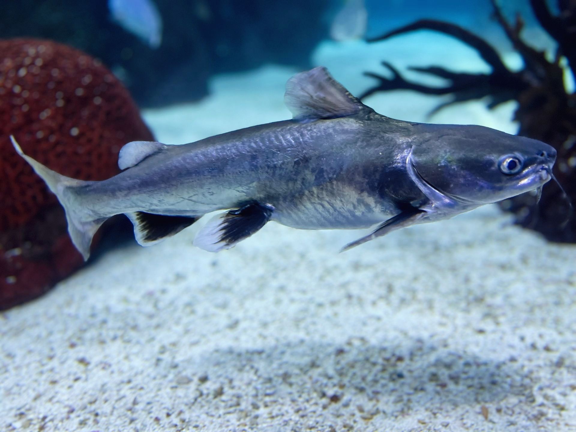 Restaurant Tank Fish Species