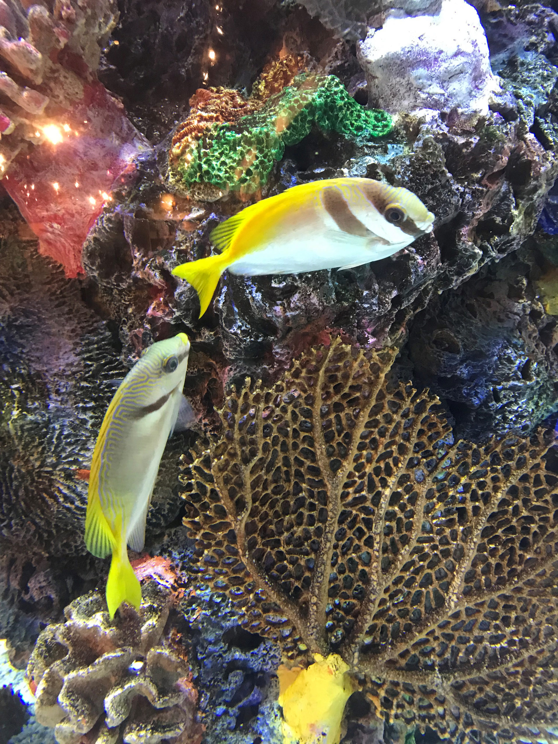 A fish with a yellow tail is swimming in a coral reef