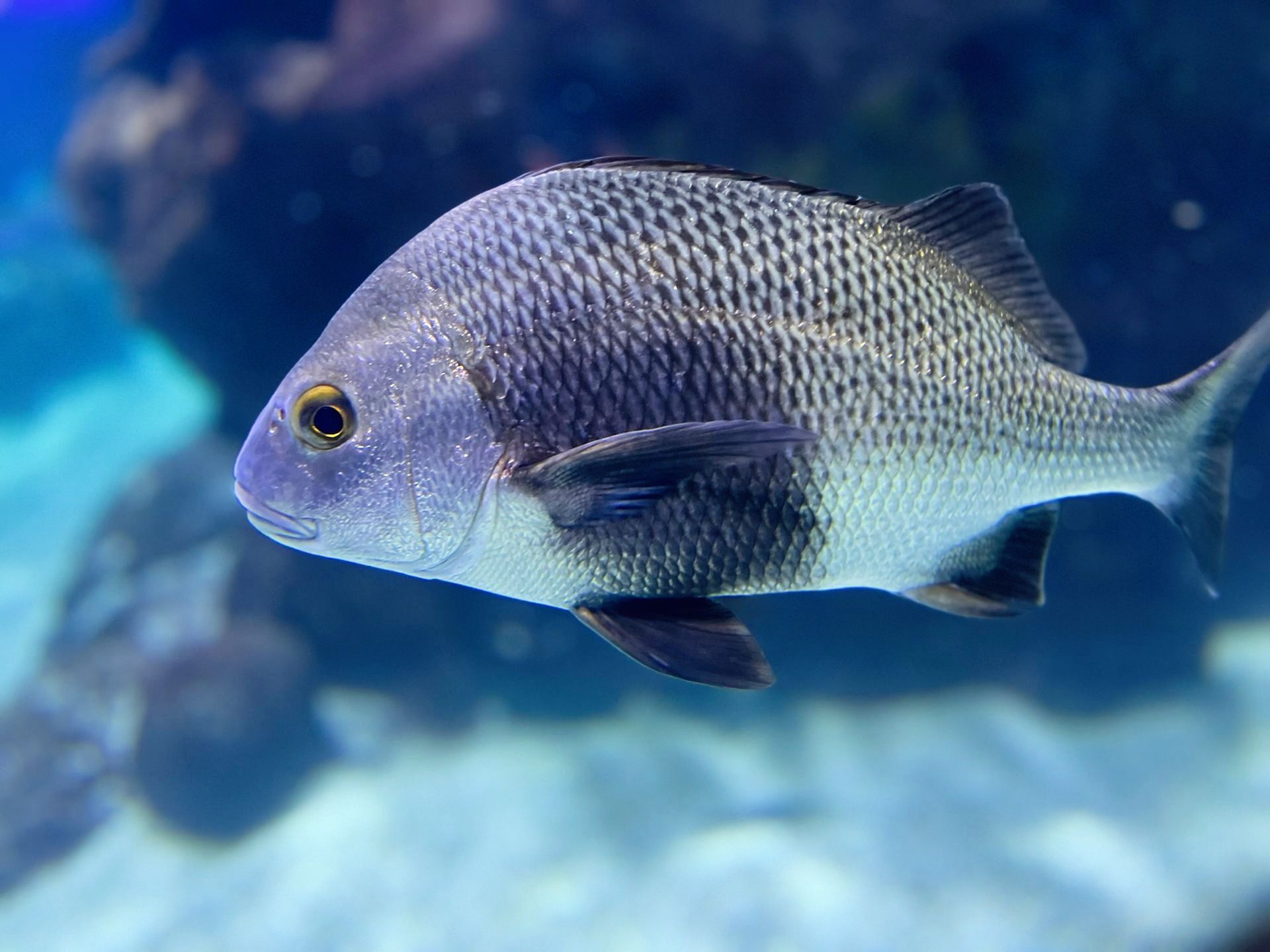 A fish with a yellow eye is swimming in a tank