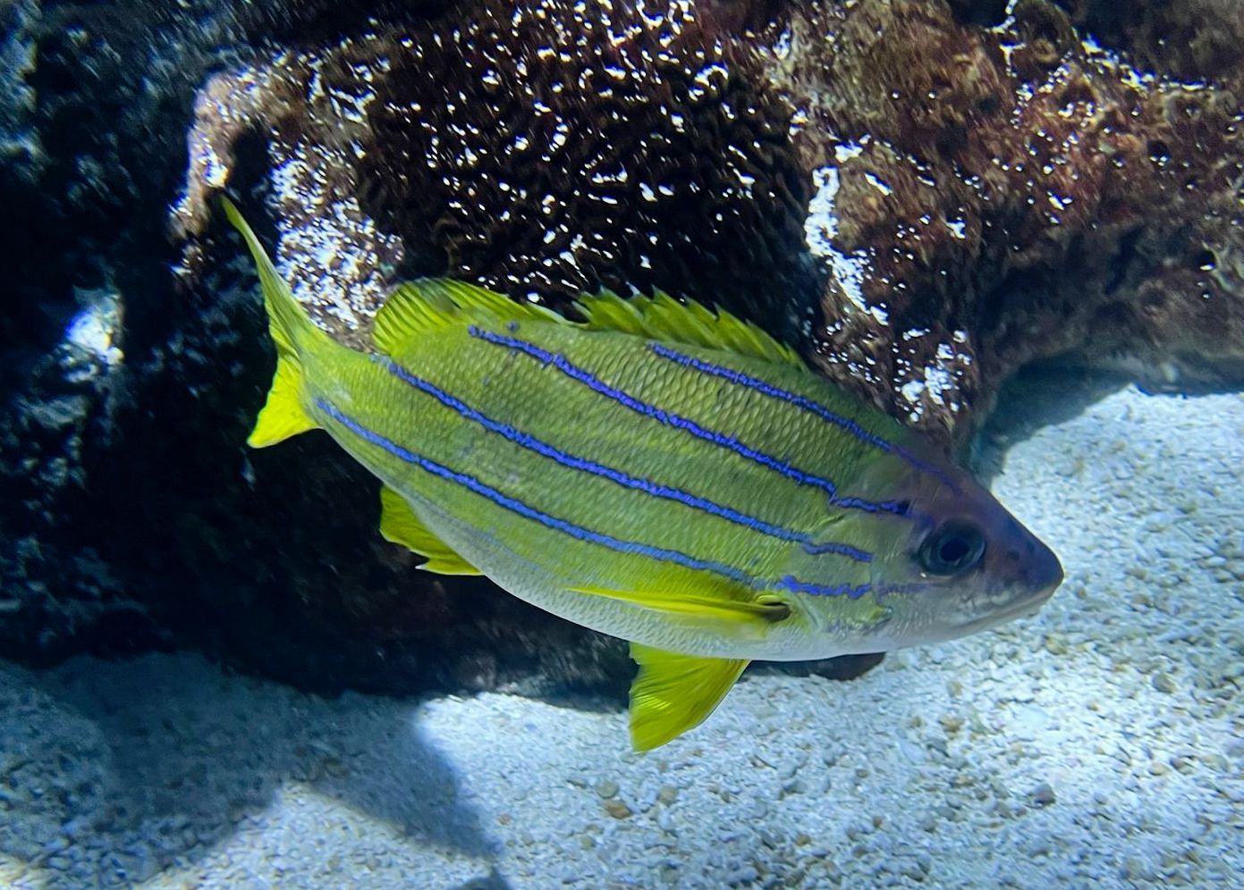 A fish with yellow and blue stripes is swimming near a rock
