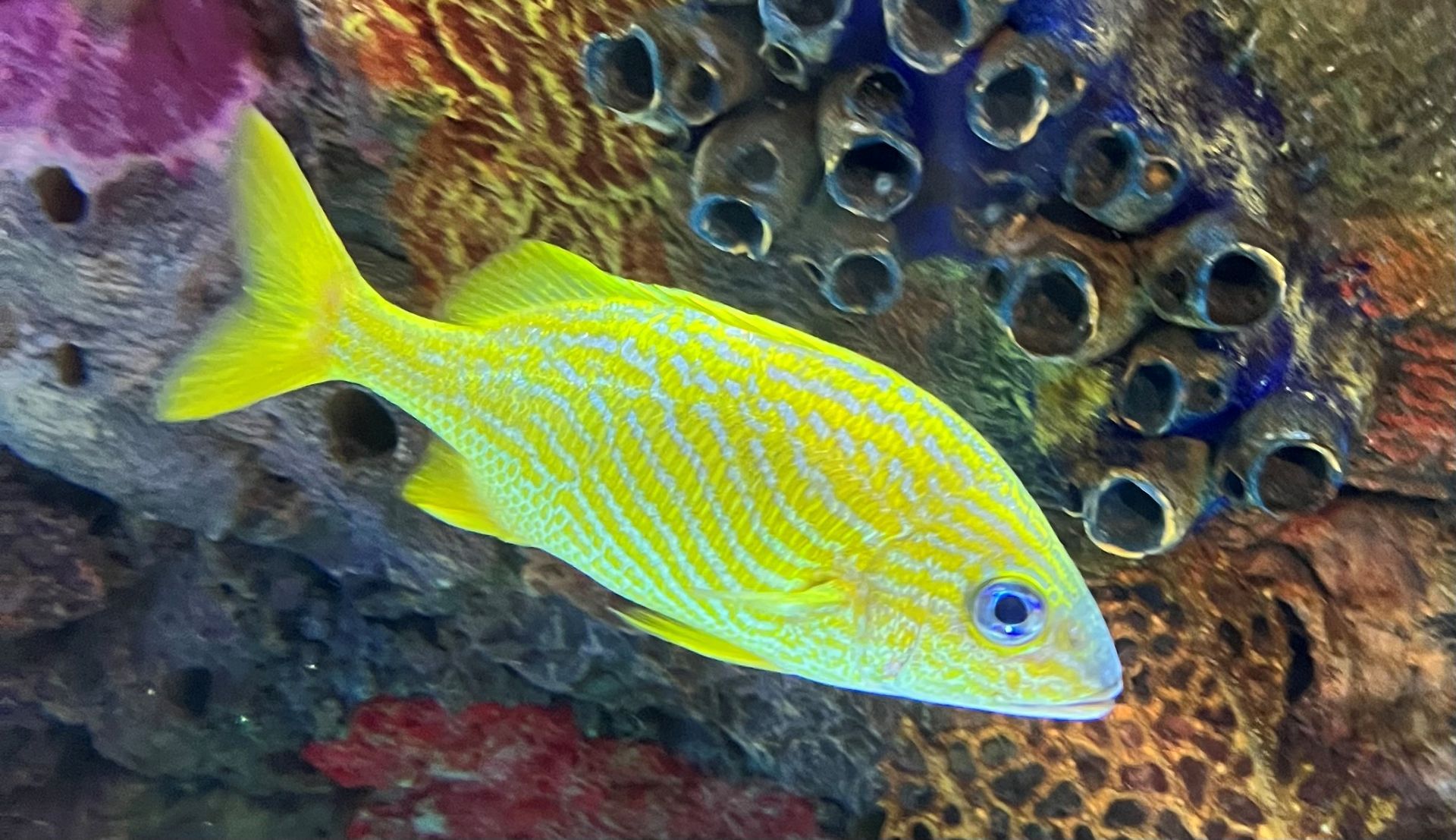 A yellow fish is swimming in a coral reef