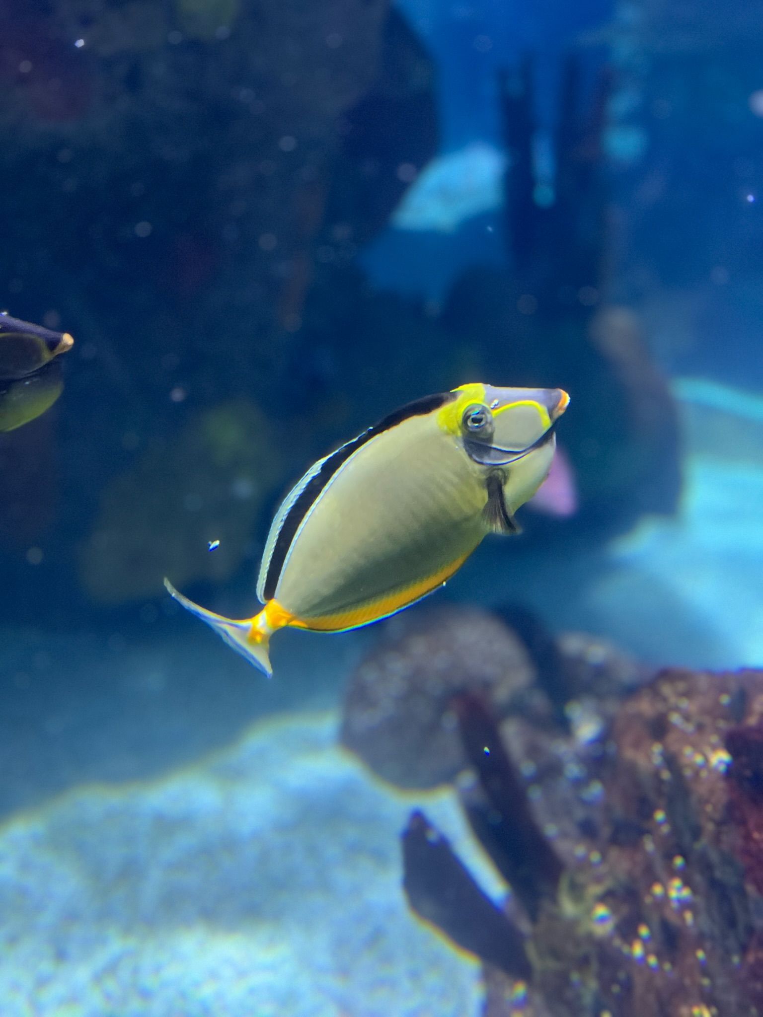 A yellow fish with a yellow nose is swimming in a tank