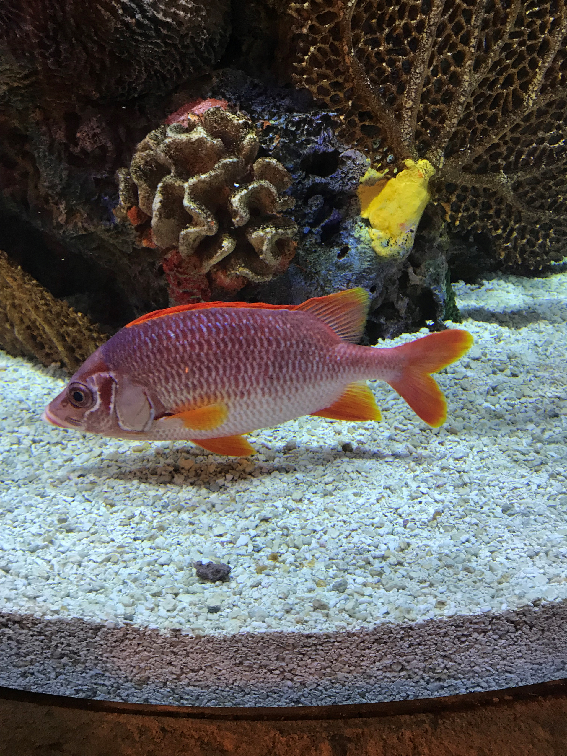 A fish is swimming in a tank with corals in the background