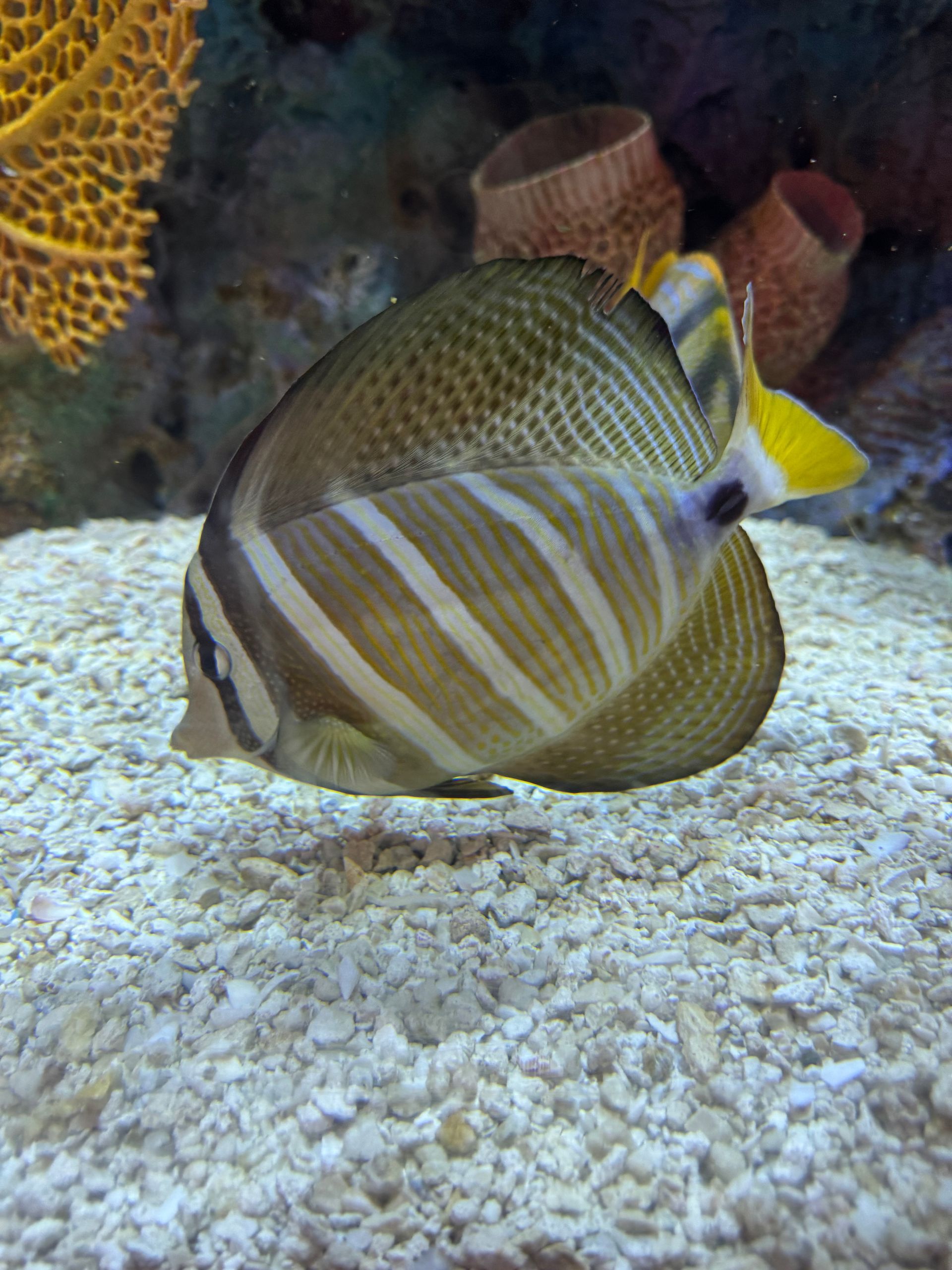 A brown and white striped fish with a yellow tail is swimming in a tank