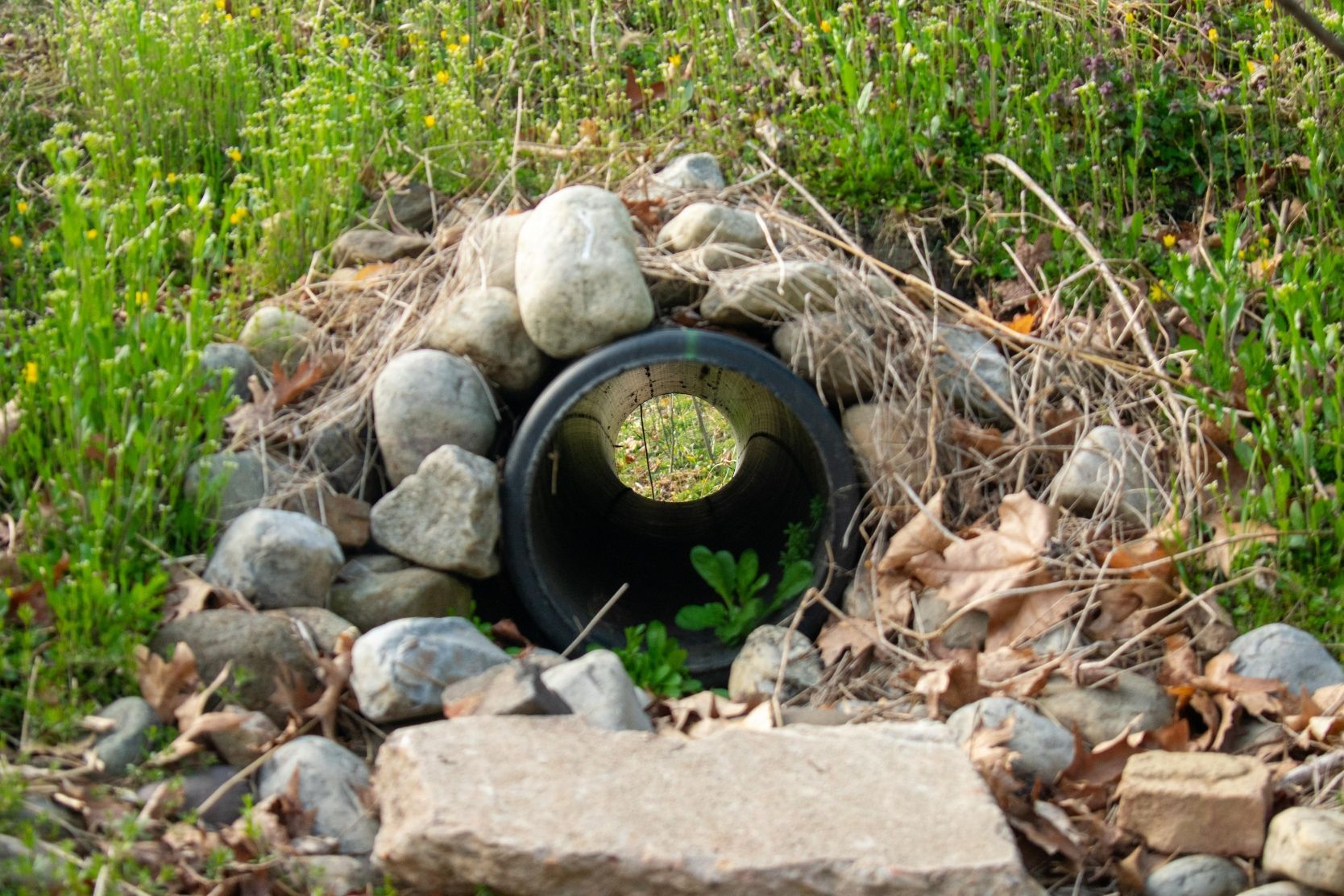 Drain pipe under a small rock pile surrounded by grass and weeds