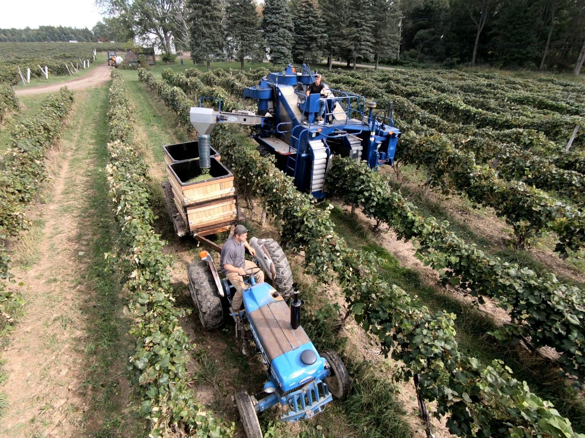 Grape harvest: Mechanical harvester, blue tractor, and vineyard rows. A person is driving the tractor.