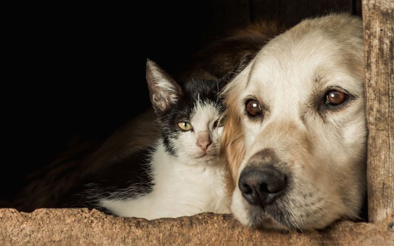 Cani e Gatti: la scelta della razza