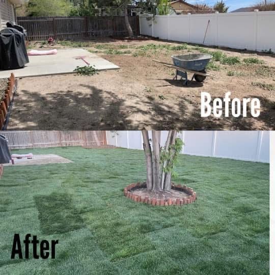 Backyard lawn makeover: bare dirt “Before” and green sod “After” around a tree