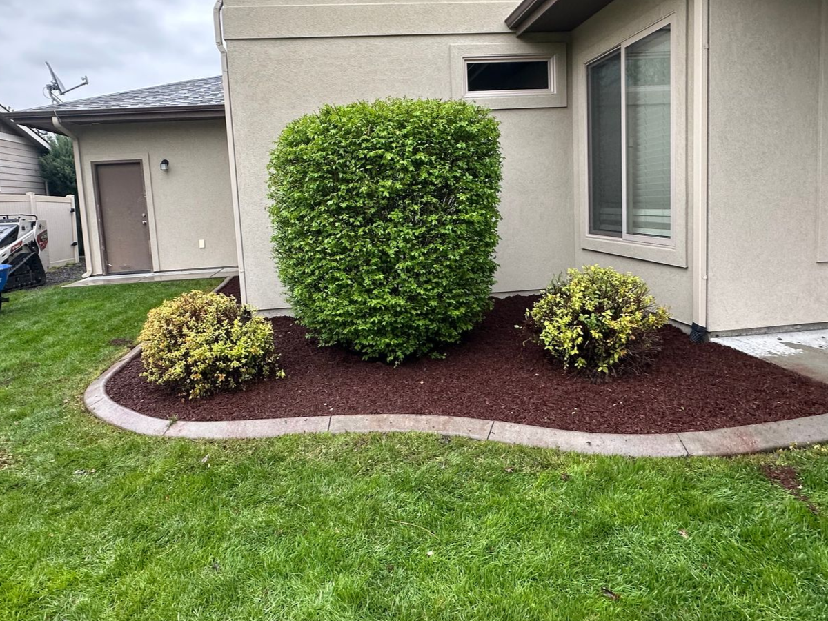 Landscaped front yard with a trimmed green shrub and two small plants beside a beige house