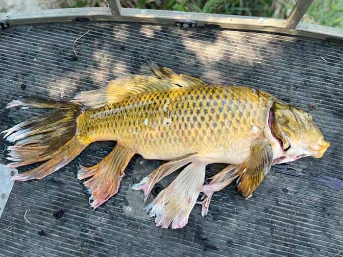 Decomposing fish, gold scales, on a gray surface with shredded fins.