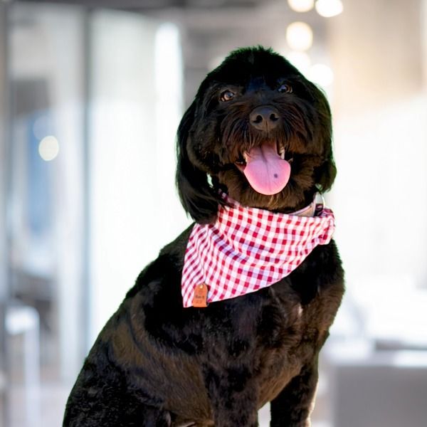 Millie Hooper- Therapy Dog
