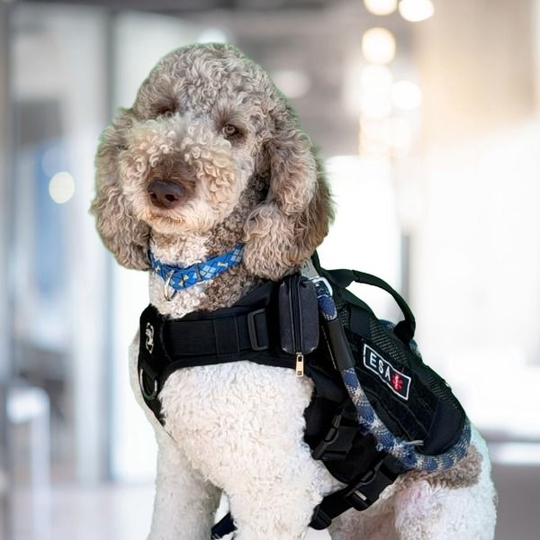 Certified Therapy Dog