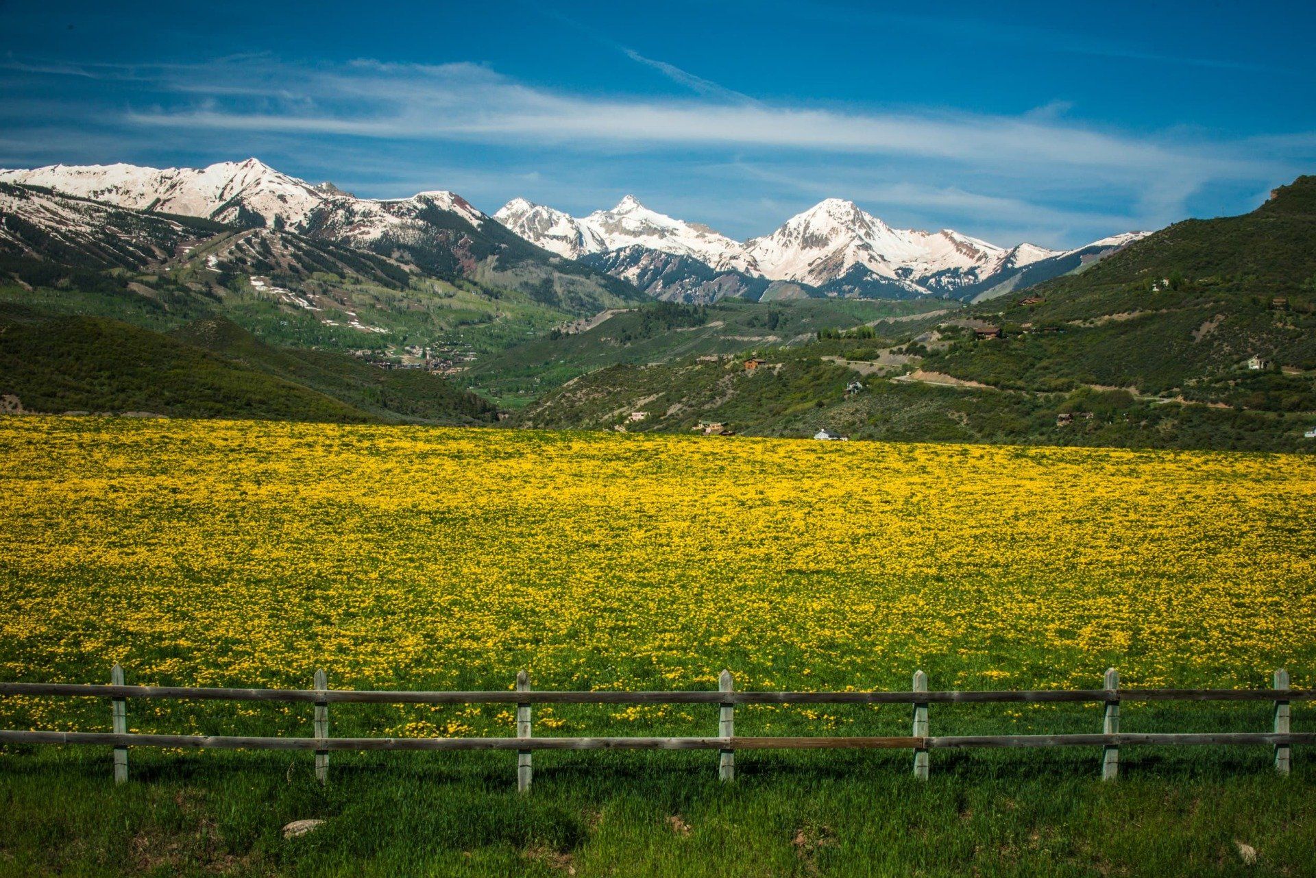 Yellow wildflowers bloom below snow-capped mountains and a blue sky, with a wooden fence in the foreground.
