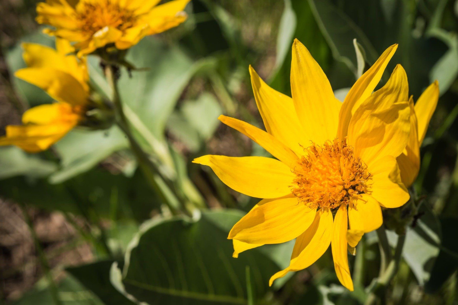 Bright yellow wildflowers in bloom, with green foliage.